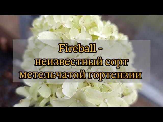 Fireball - неизвестный сорт метельчатой гортензии.