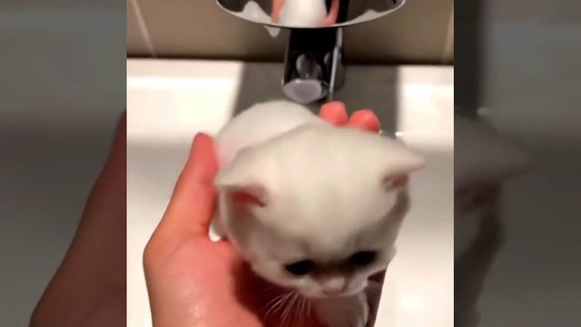 не мыло а котик смотреть онлайн