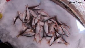 Предновогодняя рыбалка