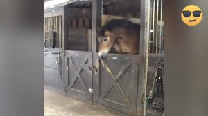 Смешные животные