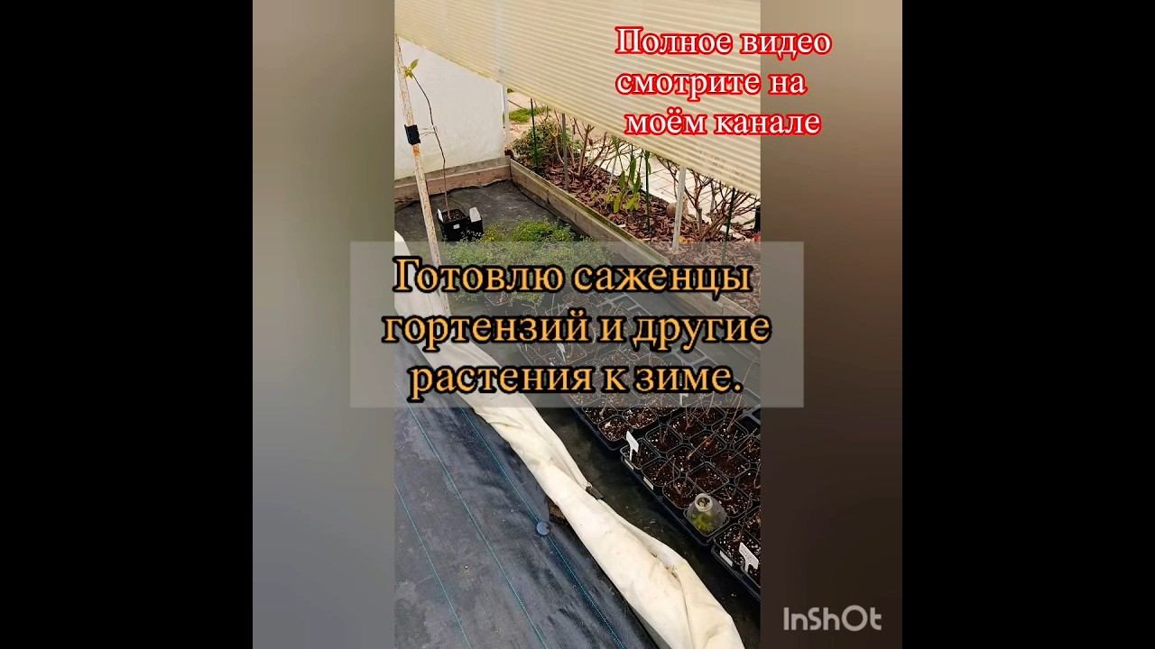 Готовлю саженцы гортензий и другие растения к зиме. Часть 1.