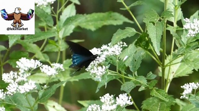 гр. Аран - Алая роза