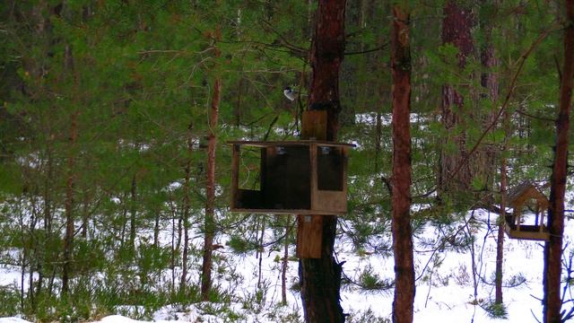 Дневник натуралиста: наблюдение за  природой в средней полосе России Декабрь 2025г