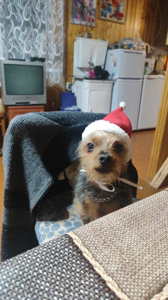 стрим 31 декабря смотреть онлайн