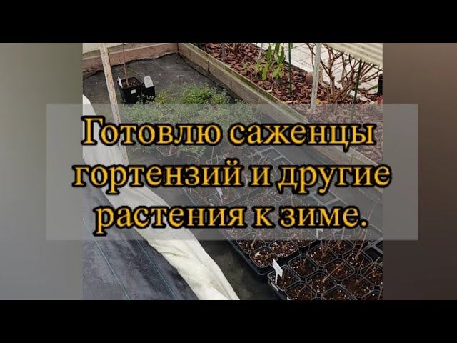Готовлю саженцы гортензий и другие растения к зиме.