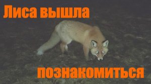 Встреча с лисой.