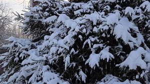 Еловые ветви, великолепие Зимы и яркий мотылёк