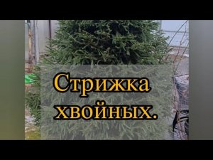 Стрижка ели обыкновенной у меня в саду.