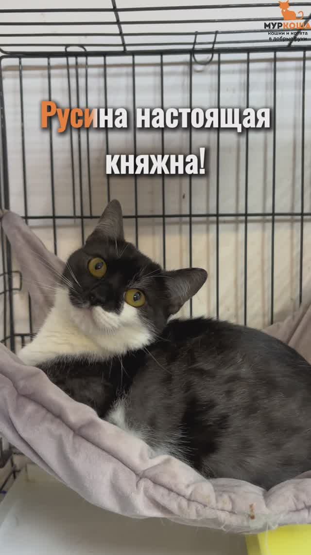 Русина ждёт вас в приюте #Муркоша смотреть онлайн