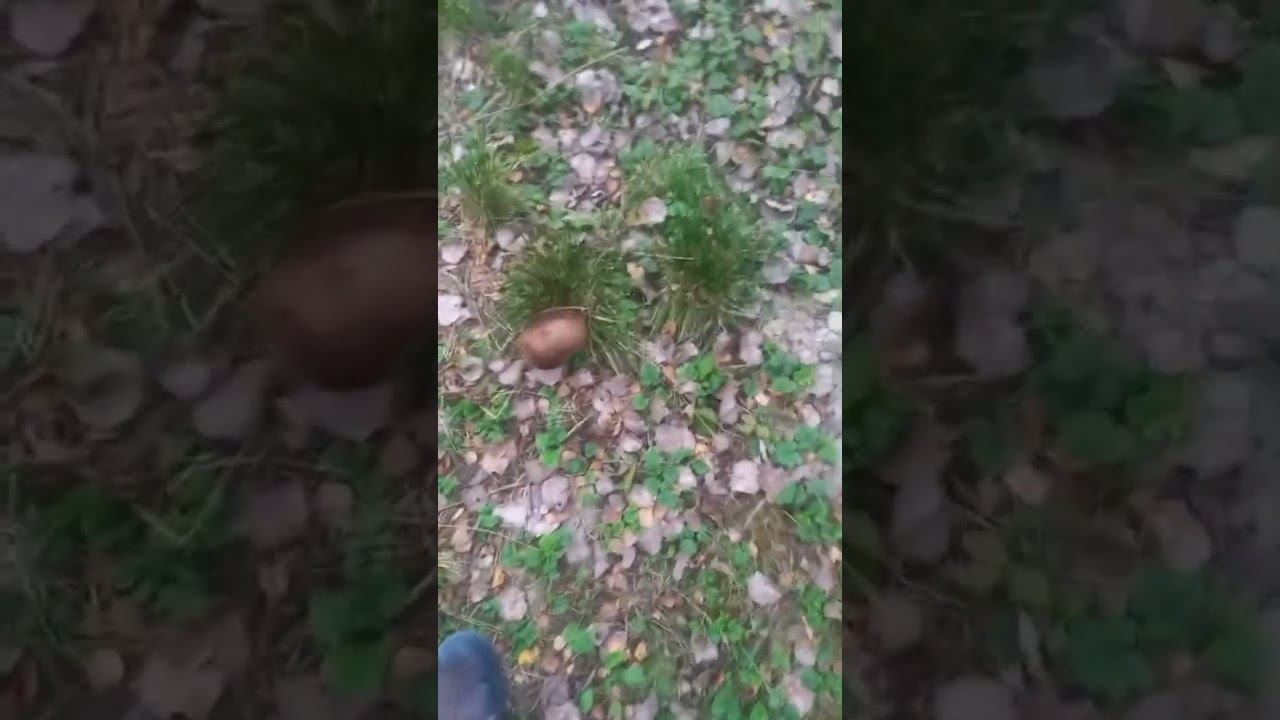 Live highlight смотреть онлайн