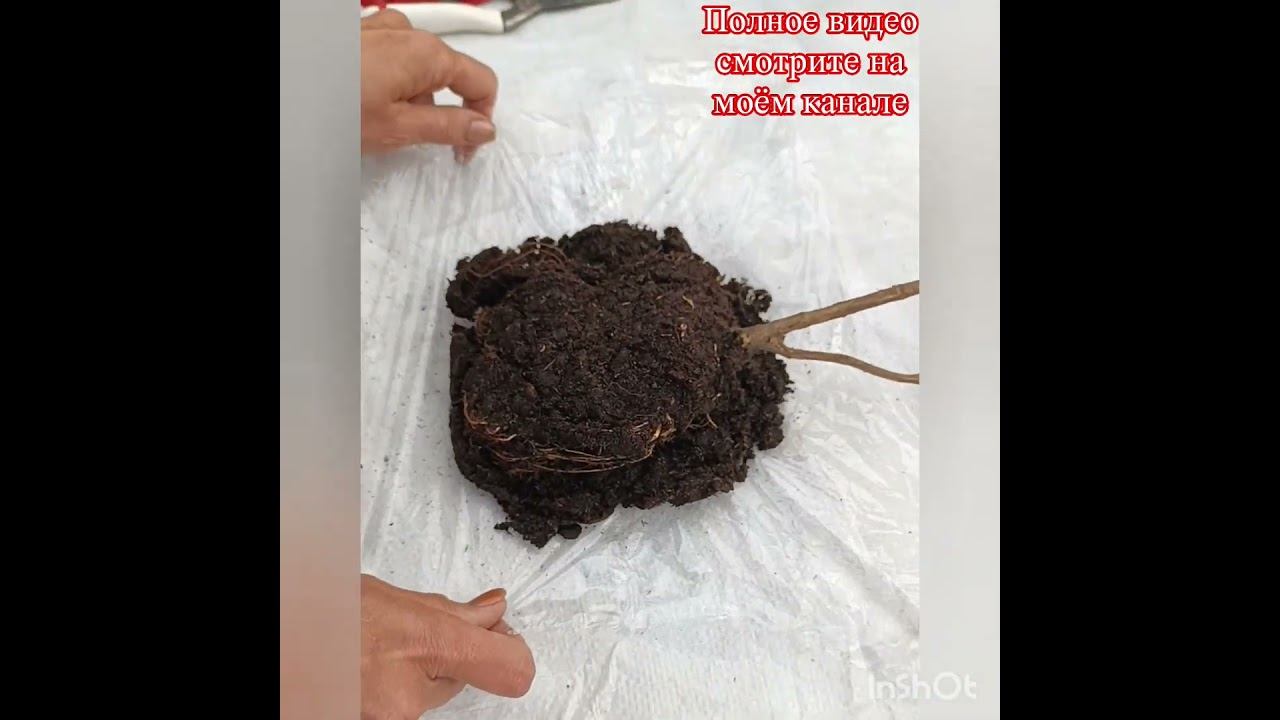 Посадка саженцев гортензий с голым корнем (ОКС). Часть 1.