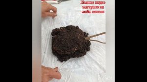 Посадка саженцев гортензий с голым корнем (ОКС). Часть 1.