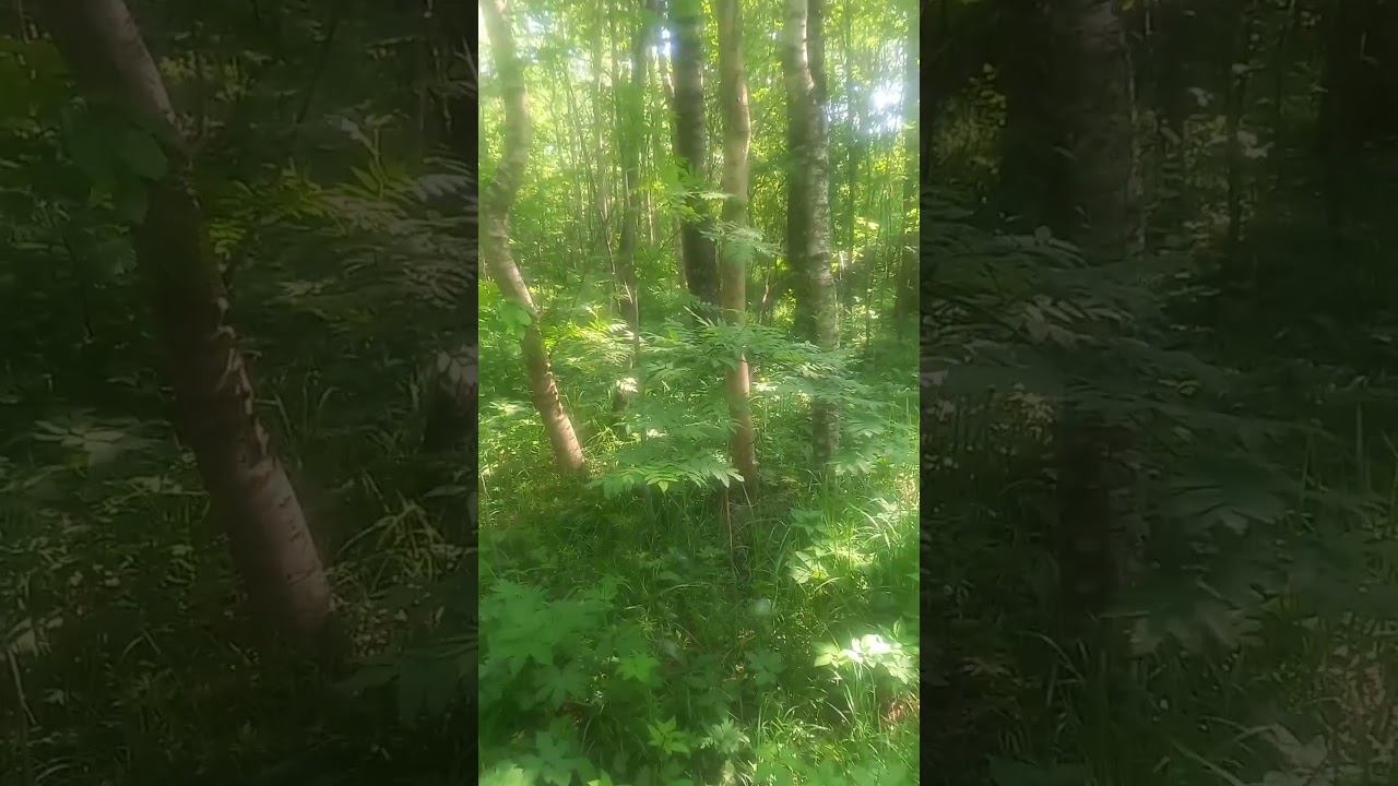 dog walk смотреть онлайн