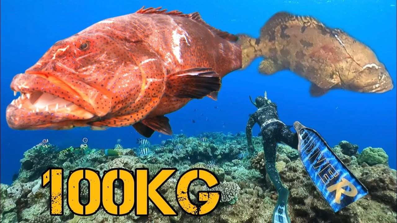 Общий вес улова более 100 кг! Мы собрали только самую лучшую рыбу. смотреть онлайн