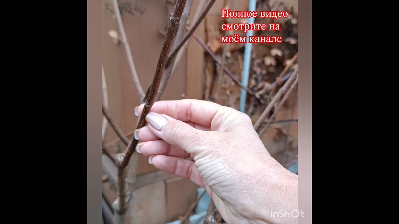 Обрезка метельчатых гортензий осенью. Часть 2.