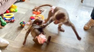 Люська ВОСПИТЫВАЕТ И УЧИТ законам стаи разбалованную Анфису!