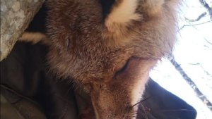 Охота на хищника. шакал,лиса.