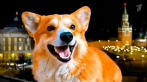 ВСЕХ ВАС С НОВЫМ ГОДОМ! УРА!🦊