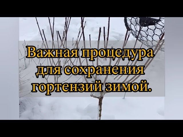 Важная процедура для сохранения кустиков гортензий в зимний период.