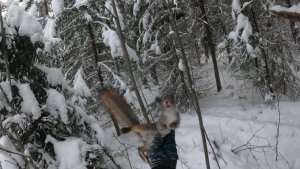 Промысловая охота на куницу! Проверка двух путиков! Есть добыча...