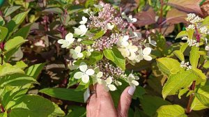 Как вырастить саженцы гортензий за один год!