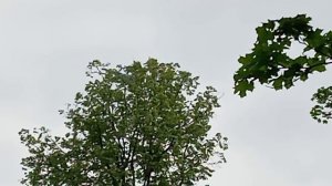 Ил-76 над лесом