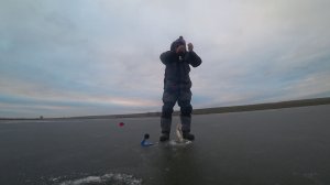 щука на жерлицы на пруду жадно бьет живца и щука на мормышку #рыбалка #зимой #жерлицы #щука #топ