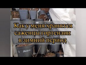 Как у меня хранятся саженцы гортензий в зимний период. Видео от 17 декабря 2025 года.