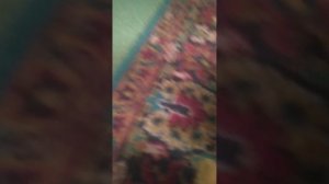 Снимаю насекомых