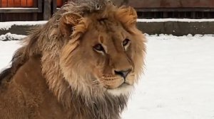 С наступающим Новым годом, друзья!