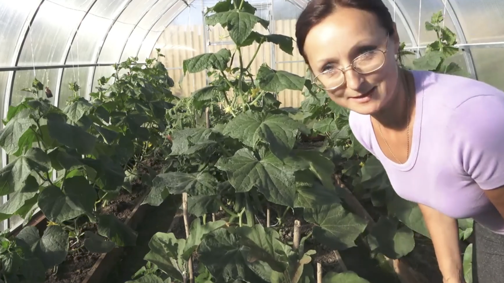 Ускоренная съемка роста огурцов днем и ночью в теплице в течение 3 дней... смотреть онлайн