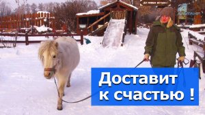 С наступающим годом лошади! – Видеосюжет «Альтаира»