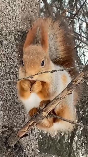 Белка смотреть онлайн