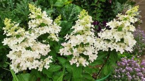 Confetti - обзор саженцев гортензий с ОКС (голый корень).