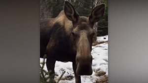 Животные сами выбирают хозяев