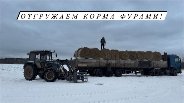 Декабрьский обзор хозяйства!Сделали узи Герефордам! Пополнение у овец, продаем Баранчиков!