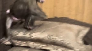 Анфиса ДОСТАЛА ВСЕХ-меня, Мону, Финика и Лорика)))