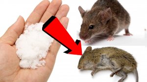 Как избавиться от мышей и крыс навсегда За 3 Секунды...!!!!!!!!!!..