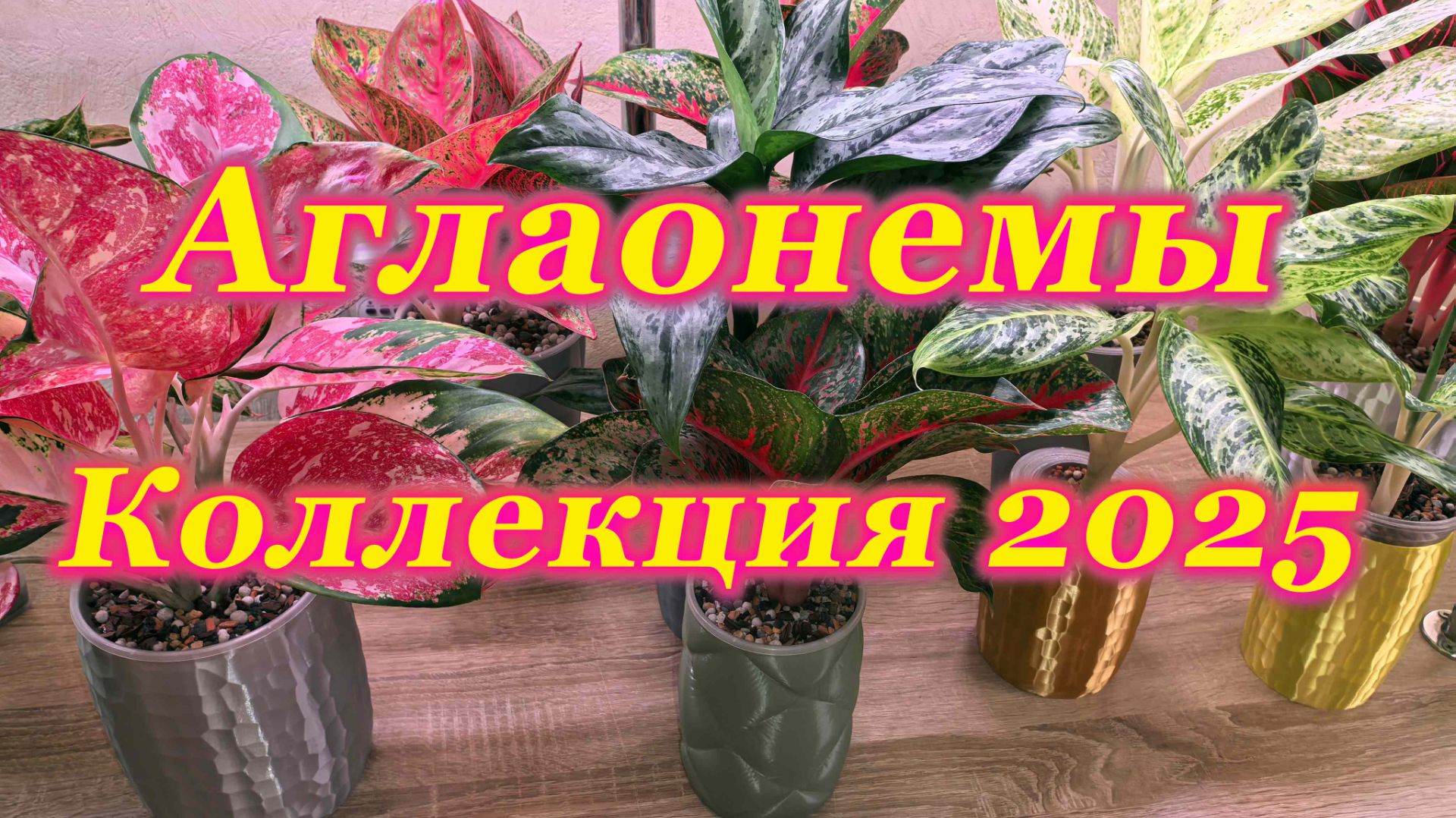 Предновогодний обзор домашней коллекции аглаонем. смотреть онлайн