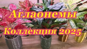 Предновогодний обзор домашней коллекции аглаонем.