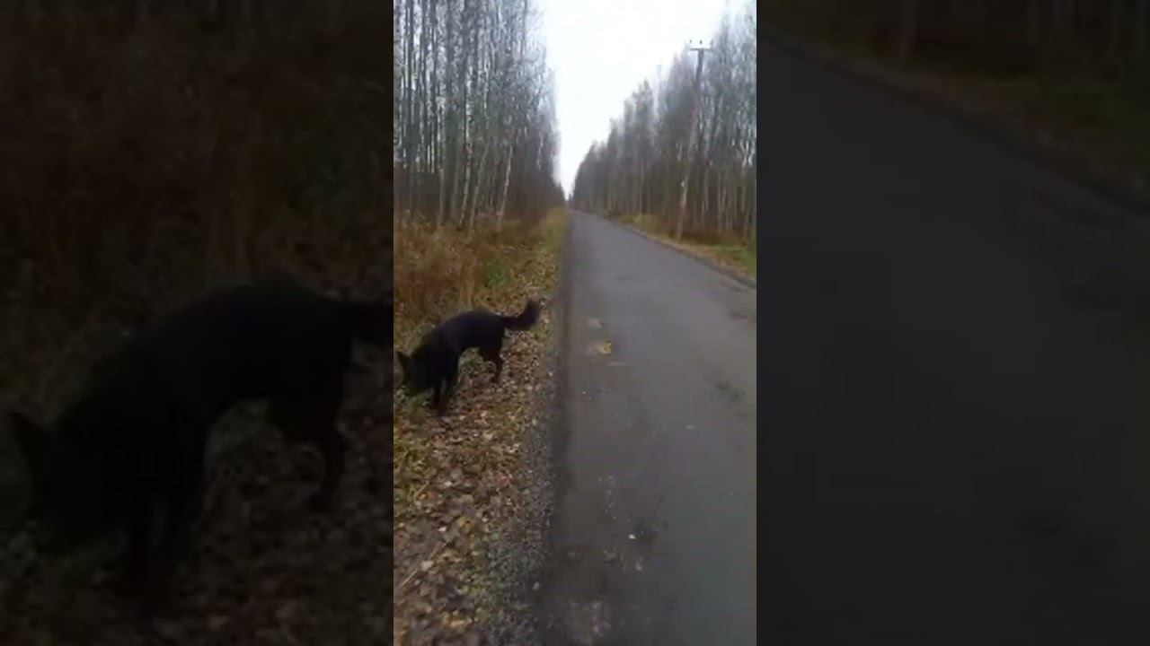 Live highlight смотреть онлайн