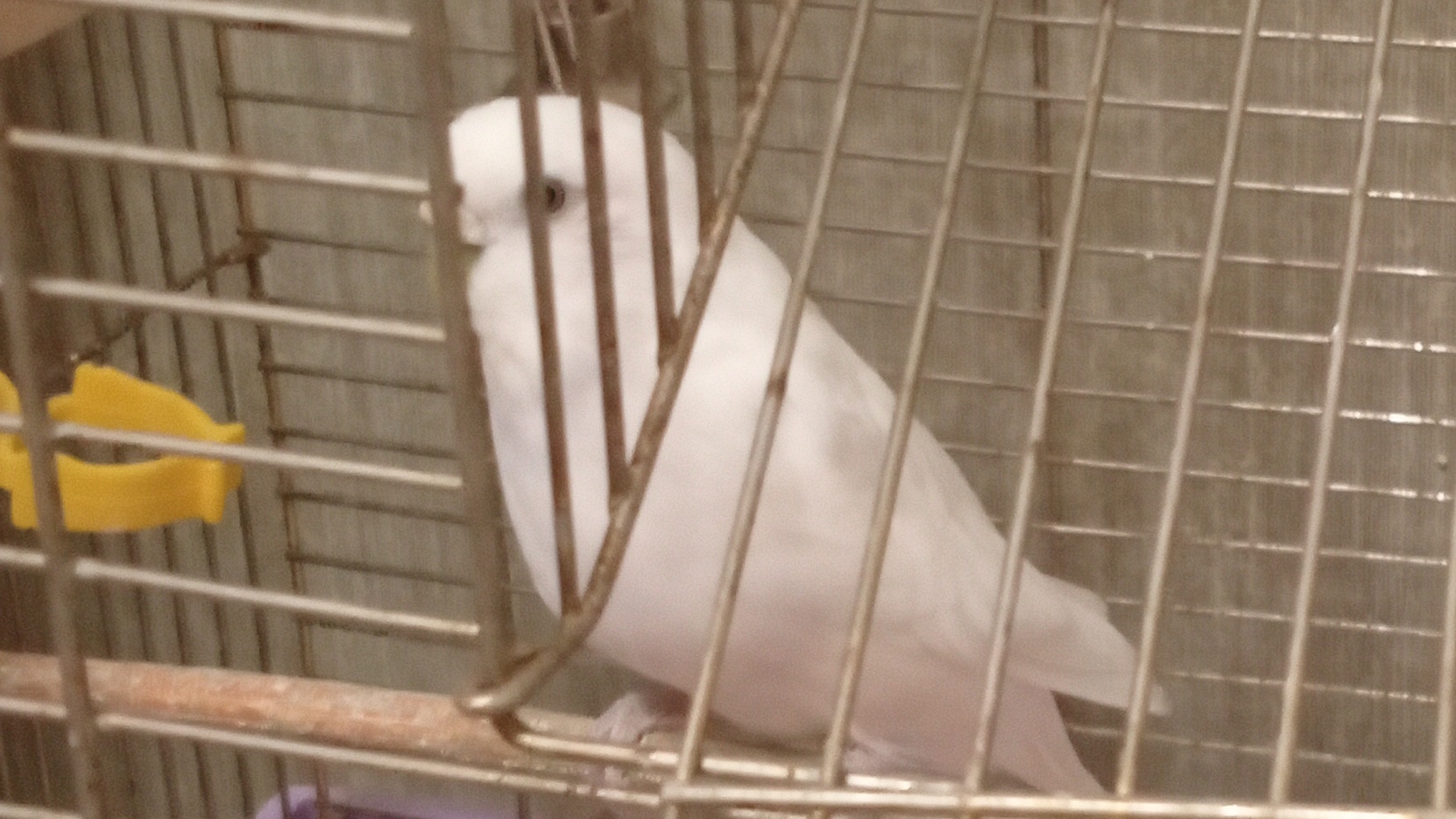 Мой попугей🦜 смотреть онлайн