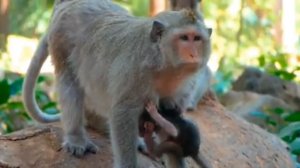 На подступах к молочным рекам и кисельным берегам     1000042993.mp4