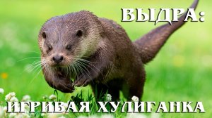 Речная Выдра: Веселая Шалунья | Интересные факты про выдр