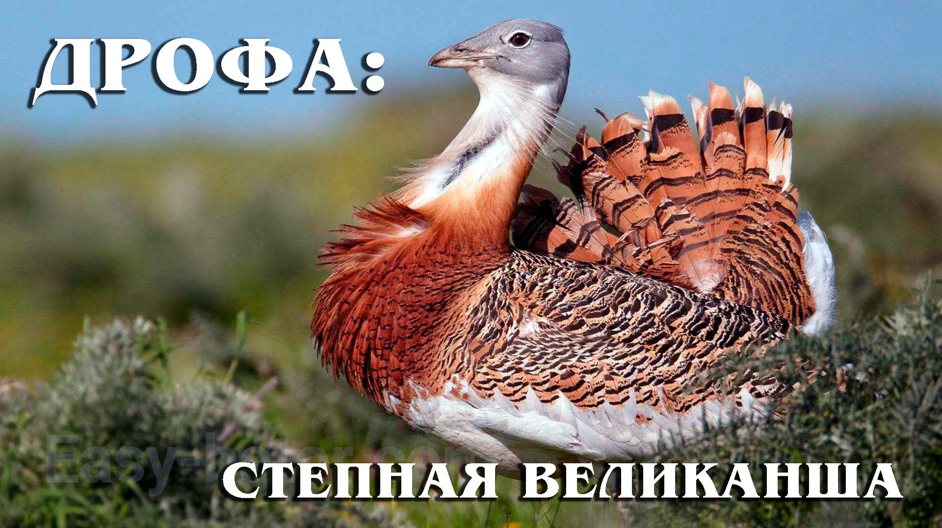 Дрофа: Крупнейшая Не Хищная Летающая птица | Интересные факты про дрофу смотреть онлайн