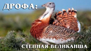 Дрофа: Крупнейшая Не Хищная Летающая птица | Интересные факты про дрофу