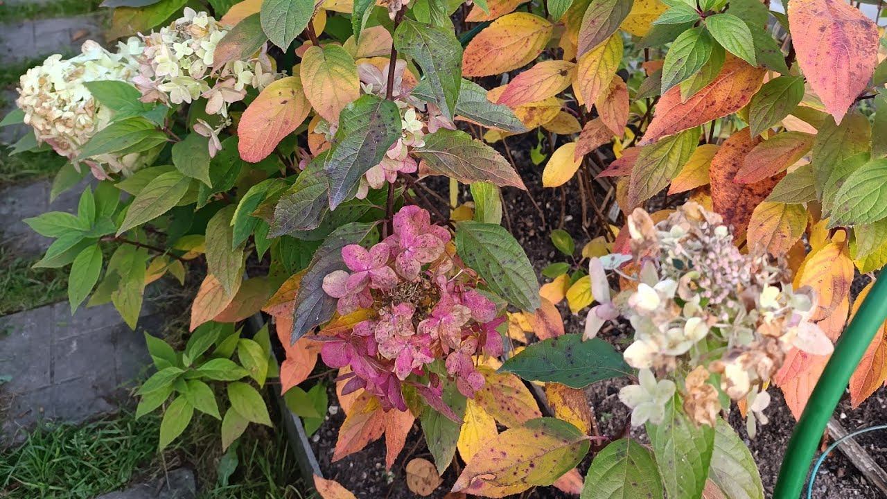 Выкапываю саженцы метельчатых гортензий. Саженцы с ОКС скоро будут в продаже.