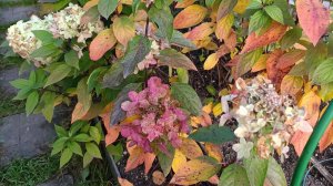 Выкапываю саженцы метельчатых гортензий. Саженцы с ОКС скоро будут в продаже.