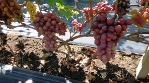 Виноград Атаман Платов и Ария(Калугин В. М.) Виноградни