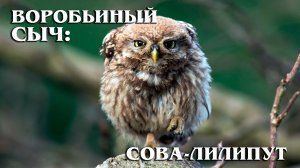 Воробьиный Сыч: Маленькая Сова | Интересные факты про сов